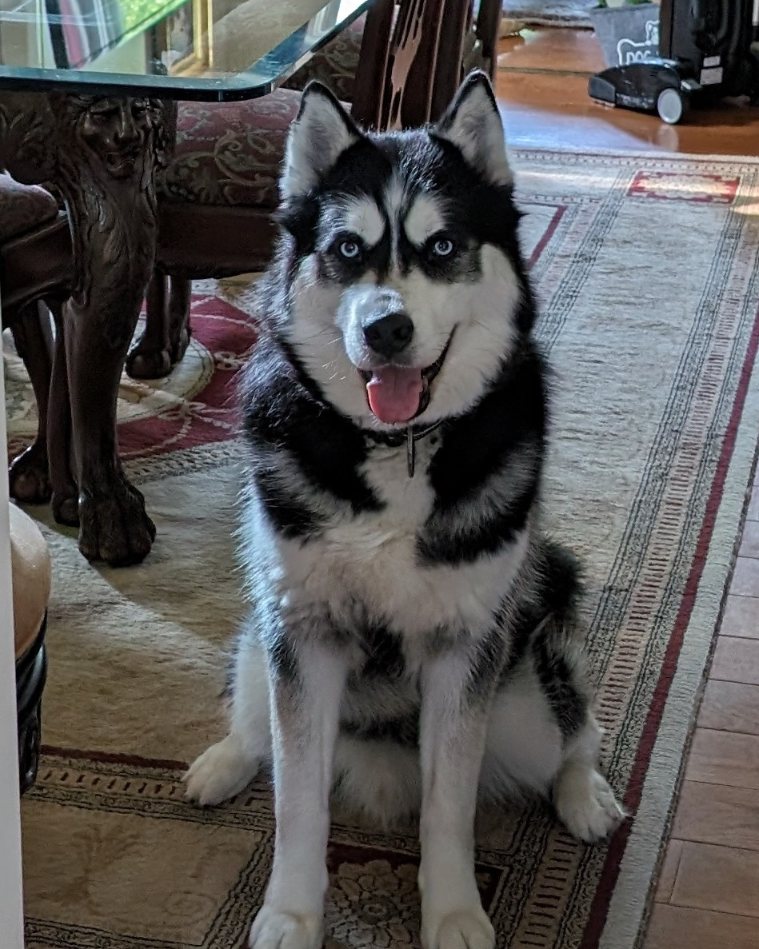 It's been a hot minute since I shared a shot of my handsome #stlnanuq I can't resist this face and the little bugger knows it...#siberianhusky #huskiesofinstagram